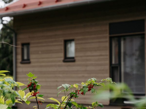 Punaiset marjat kasvavat vihreissä pensaissa talon edustalla, jossa on paneeliseinä ja pieni ikkuna.